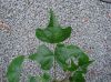 image of Erythrina humeana