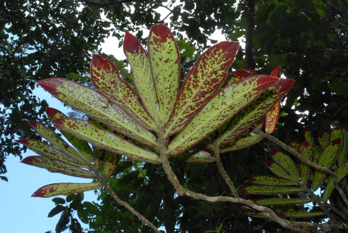 Gesneriaceae Columnea 