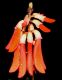 image of Erythrina humeana