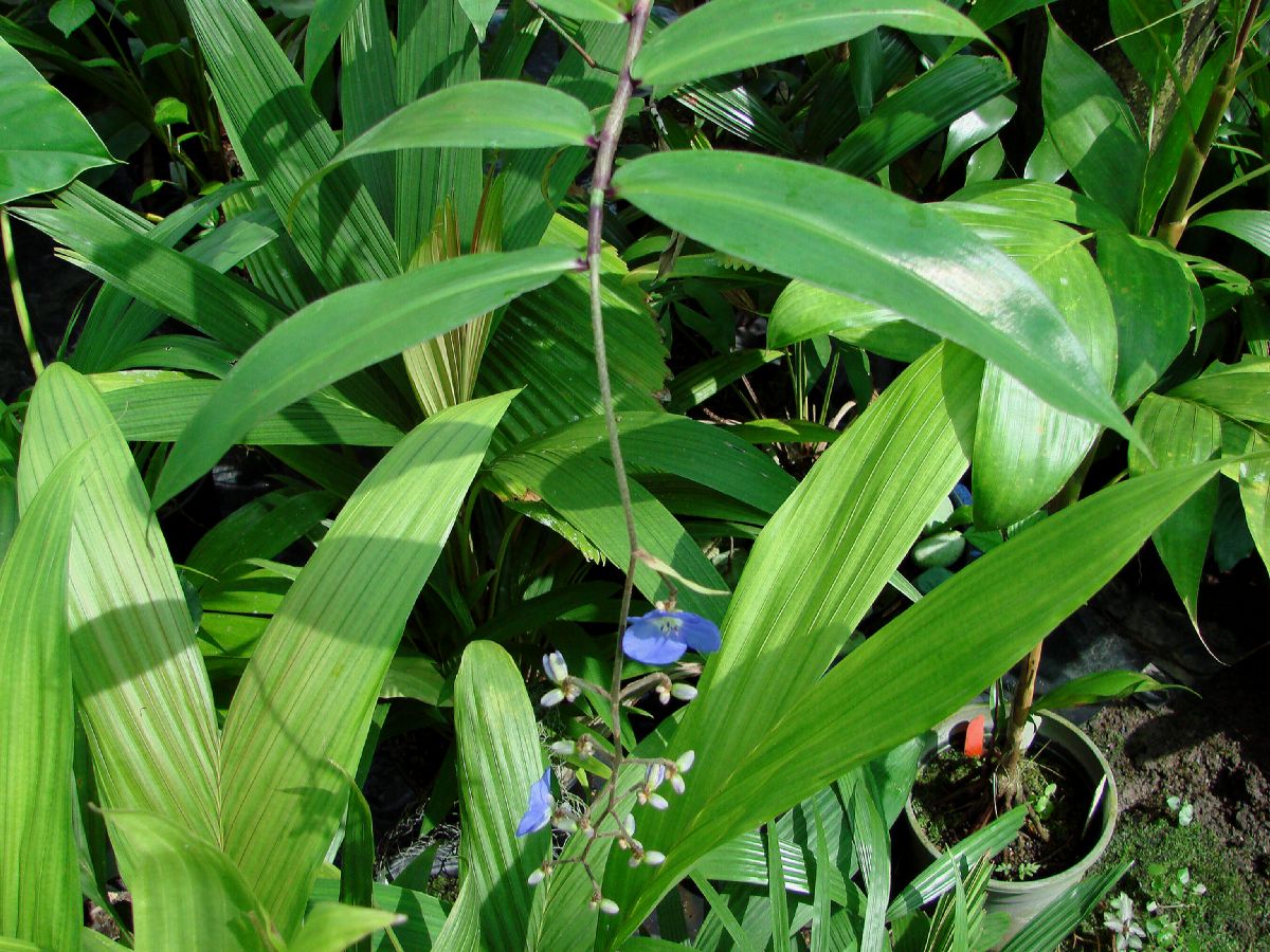Commelinaceae Dichorisandra pendula