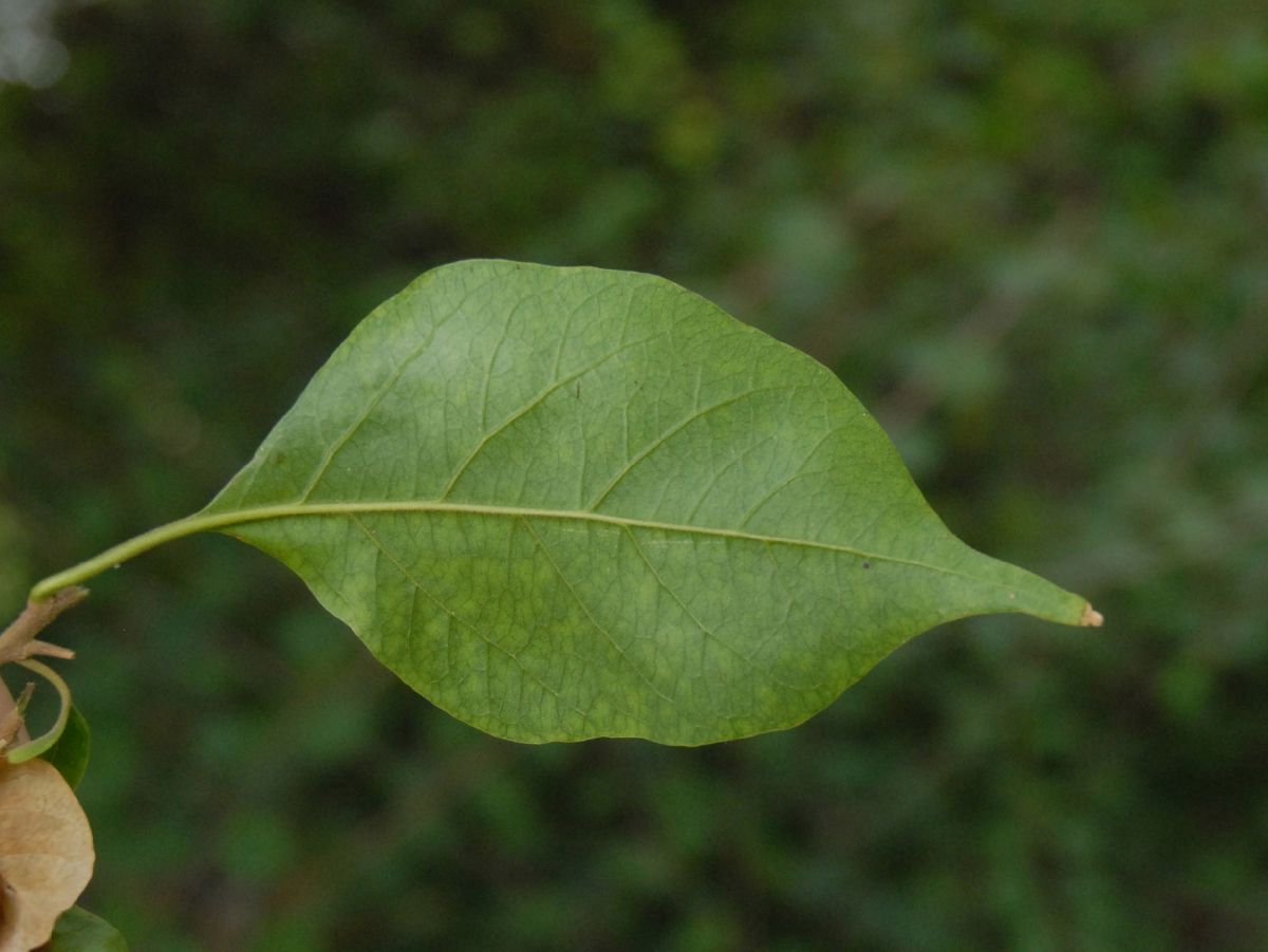 Nyctaginaceae Bougainvillea arborea
