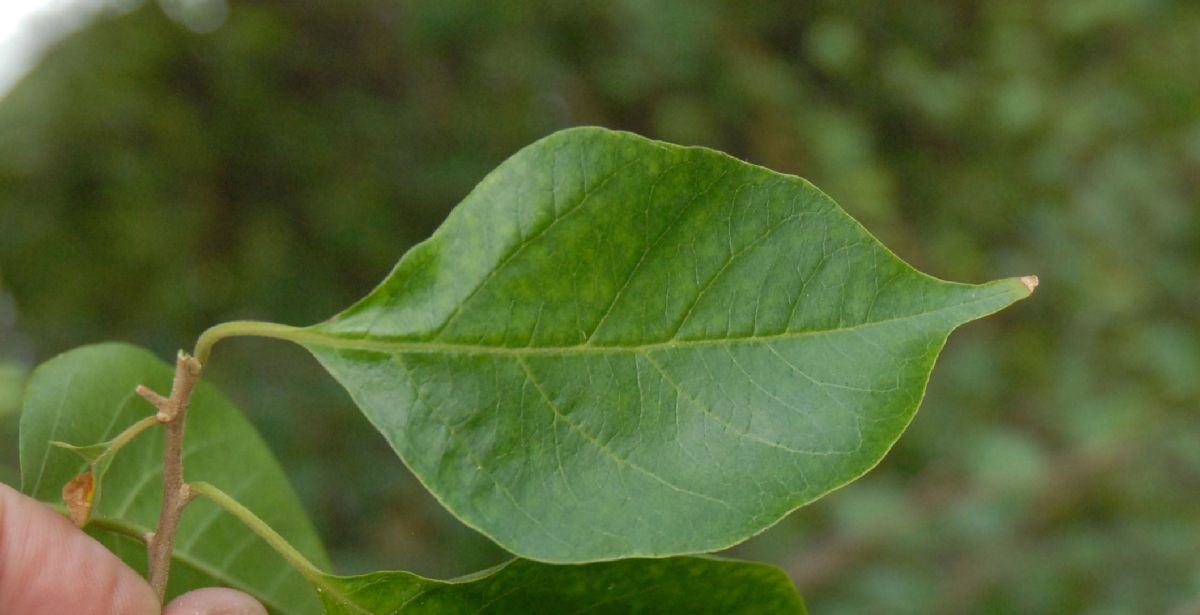 Nyctaginaceae Bougainvillea arborea