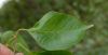 image of Bougainvillea arborea