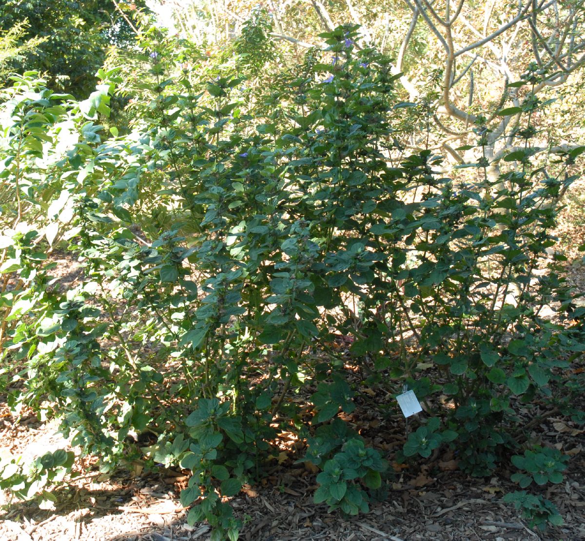 Acanthaceae Barleria cristata