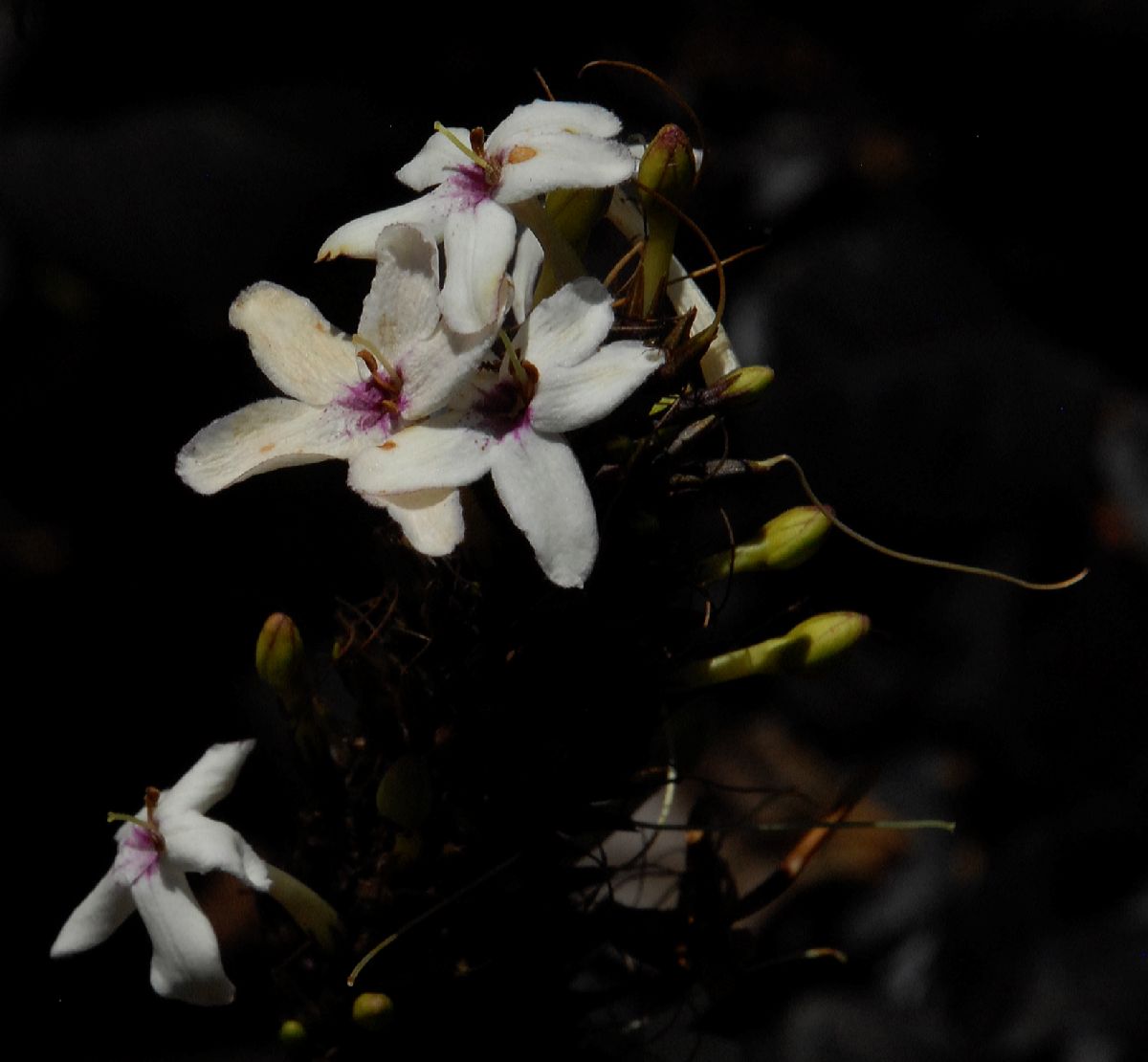 Acanthaceae Eranthemum nigrum