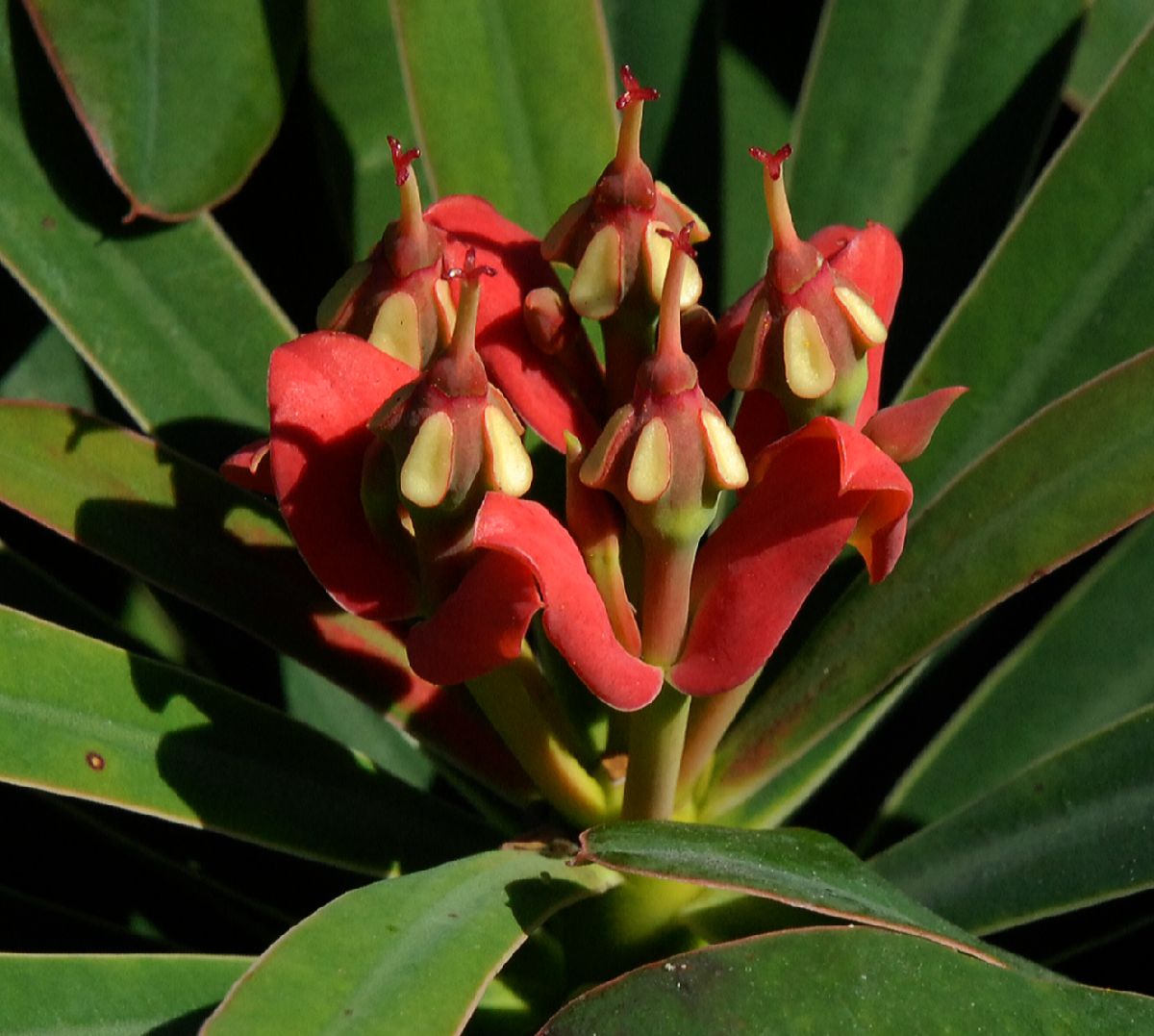 Euphorbiaceae Euphorbia gymnonota