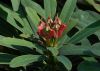 image of Euphorbia gymnonota