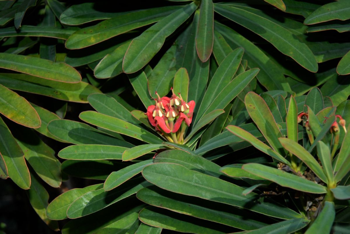 Euphorbiaceae Euphorbia gymnonota