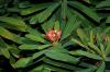 image of Euphorbia gymnonota