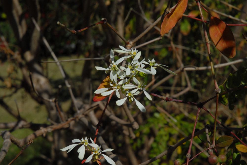Euphorbiaceae Euphorbia leucocephala