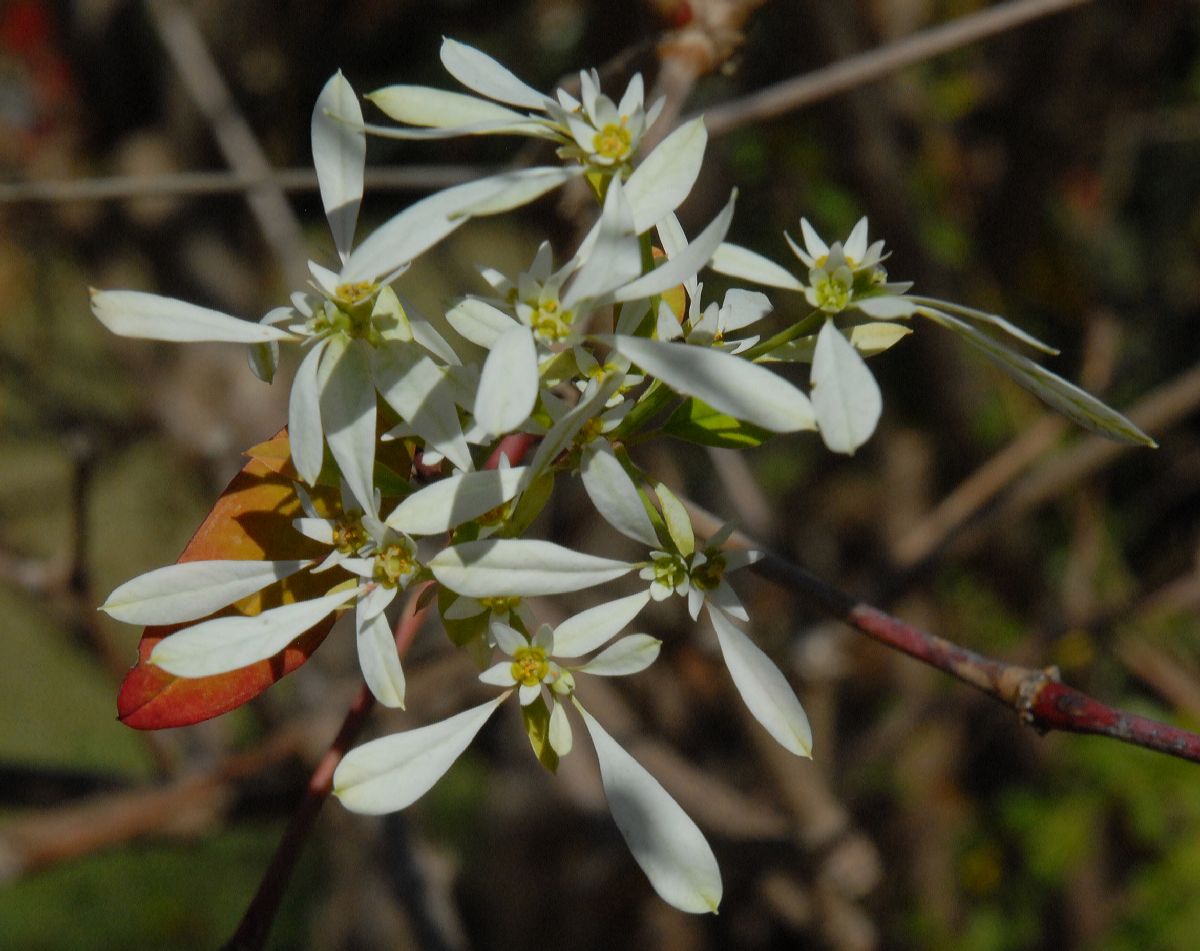 Euphorbiaceae Euphorbia leucocephala