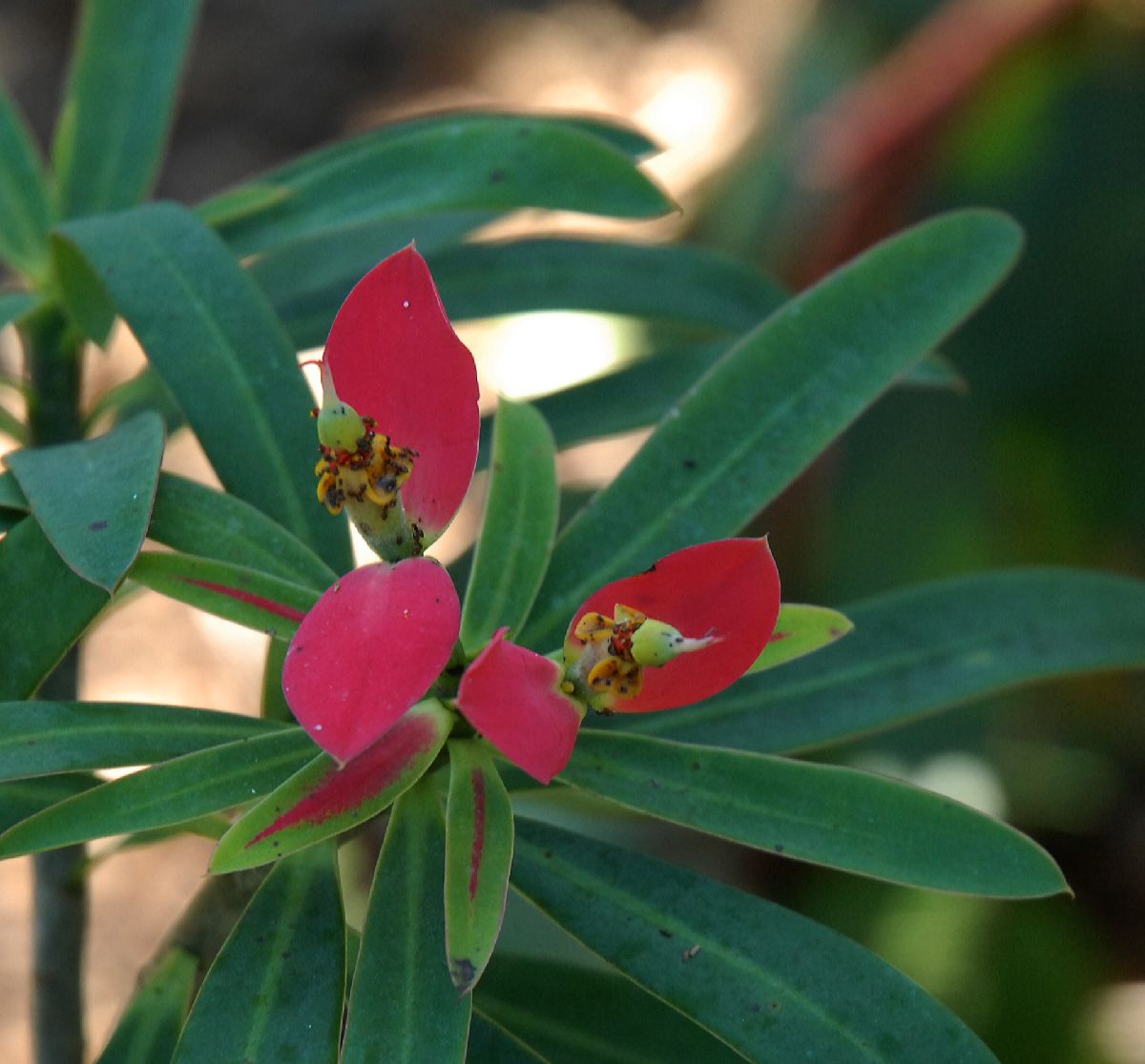 Euphorbiaceae Euphorbia punicea