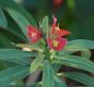 image of Euphorbia punicea
