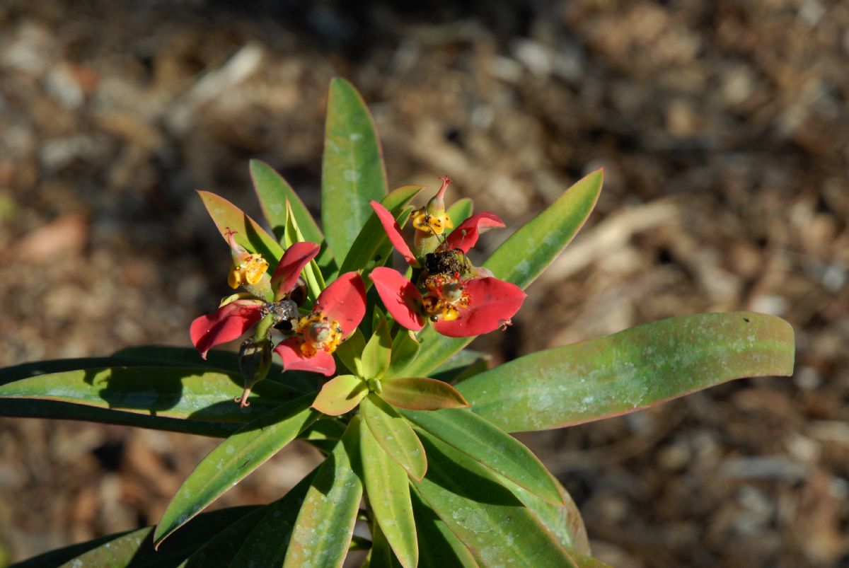 Euphorbiaceae Euphorbia punicea