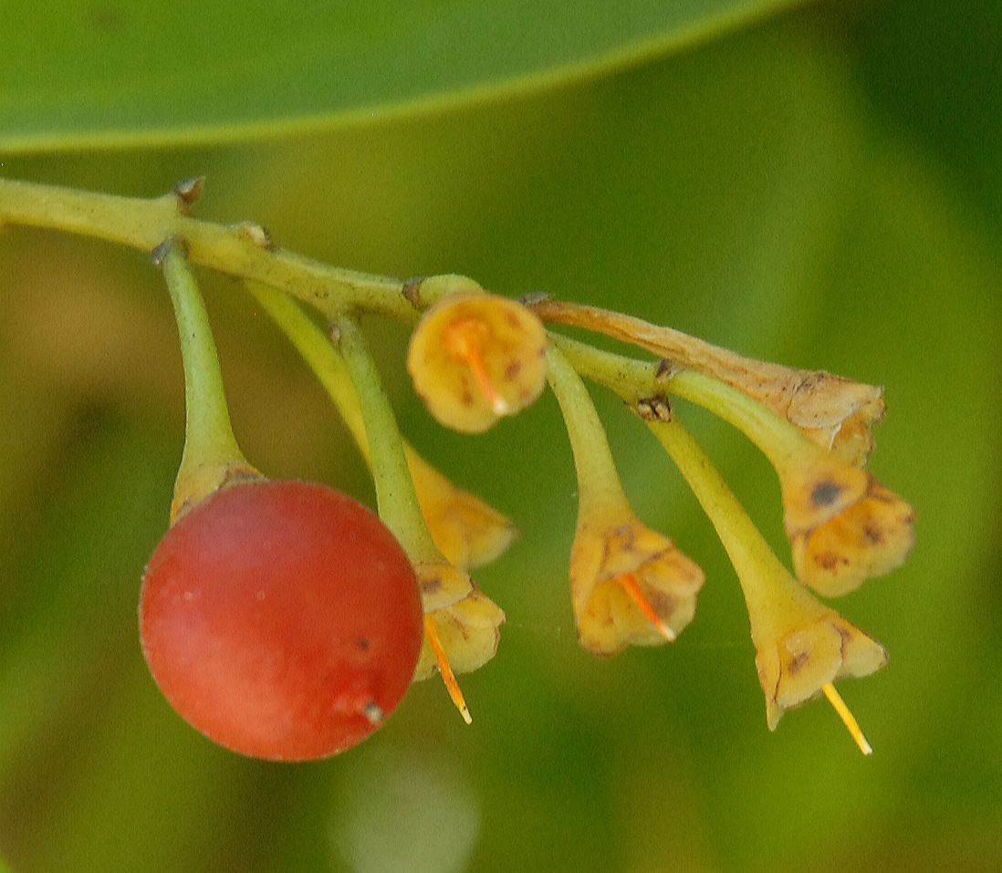 Primulaceae Jacquinia  armillaris