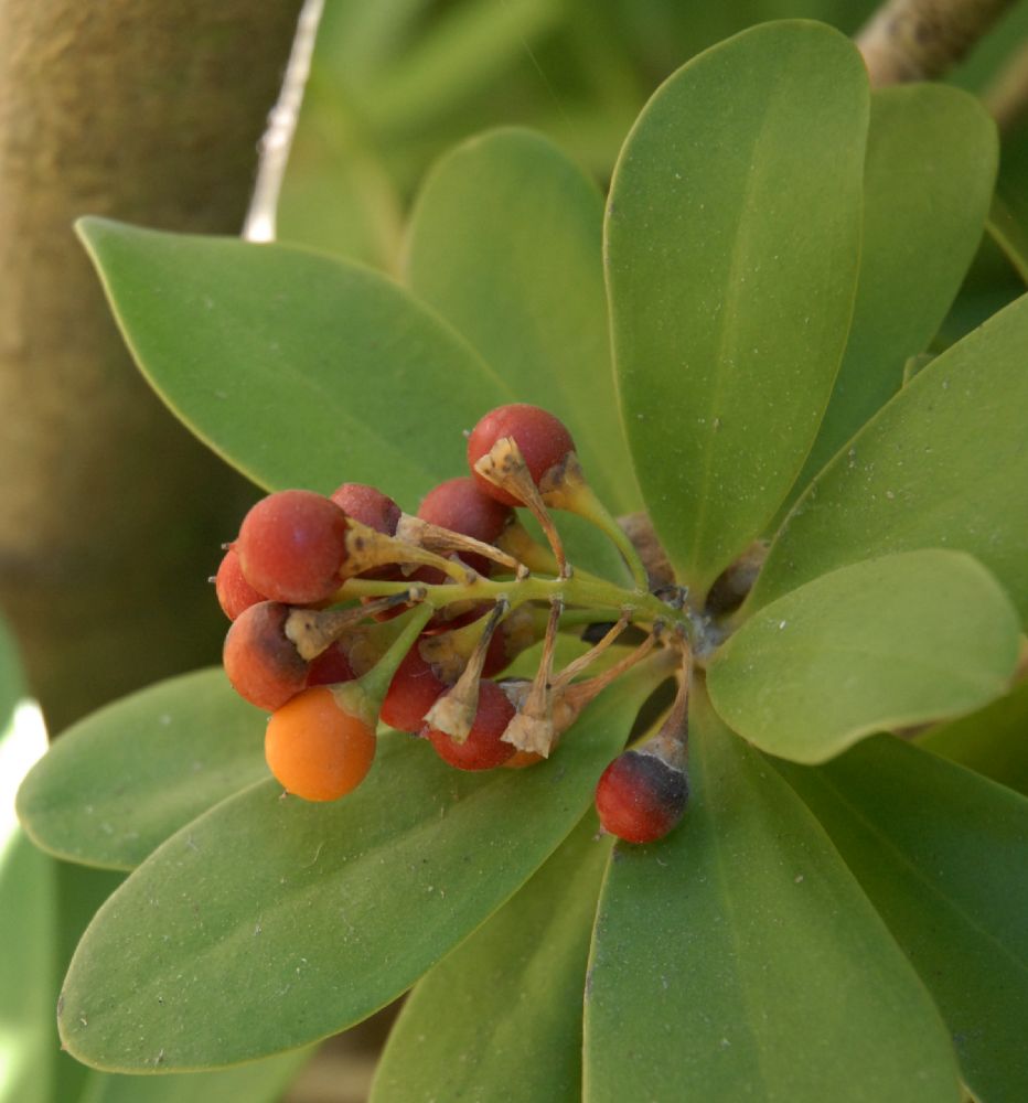 Primulaceae Jacquinia  armillaris