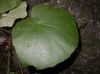 image of Begonia 