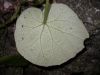 image of Begonia 