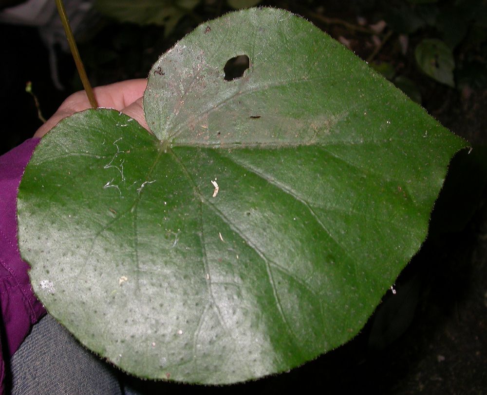 Begoniaceae Begonia 