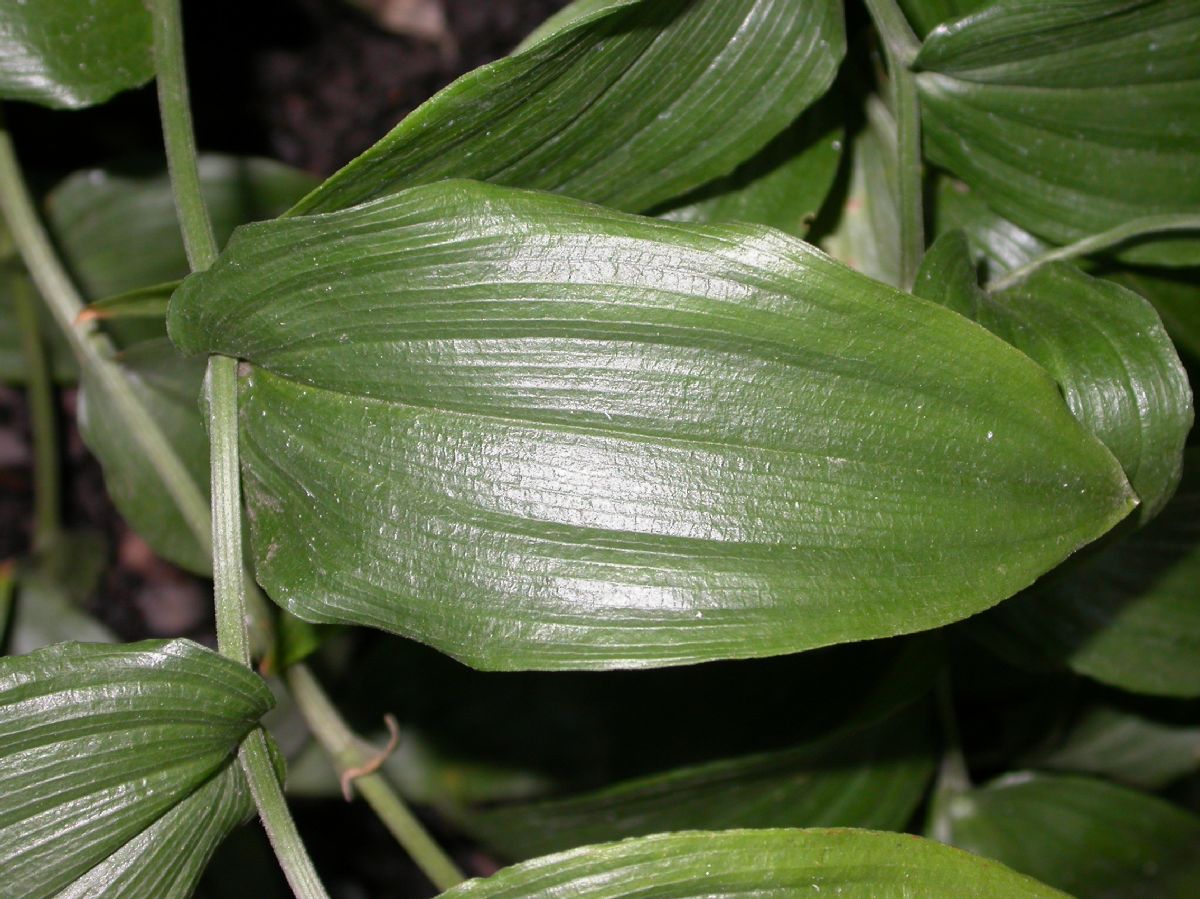 Colchicaceae Schelhammera undulata