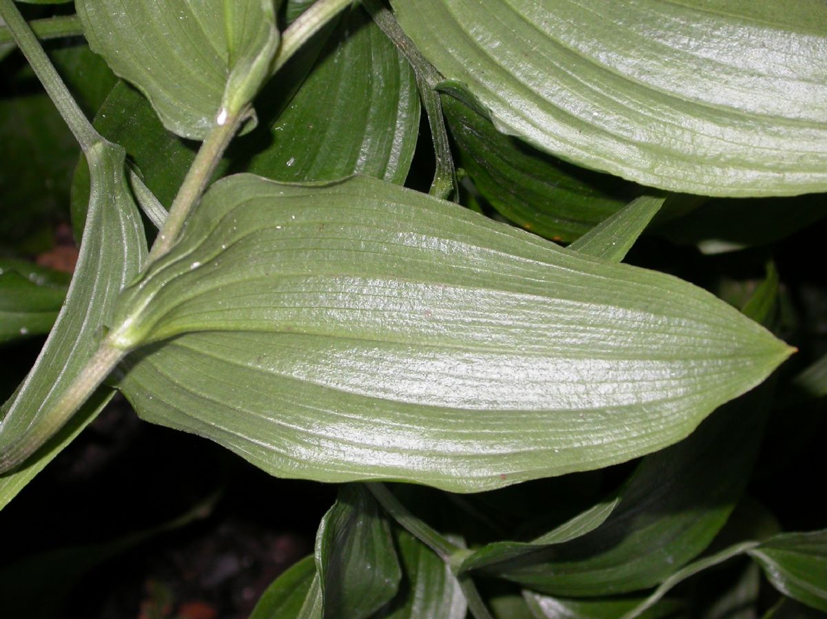 Colchicaceae Schelhammera undulata