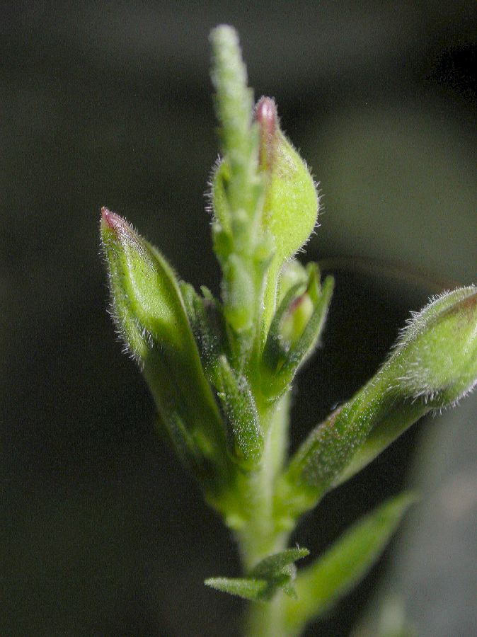 Acanthaceae Sciaphyllum amoenum