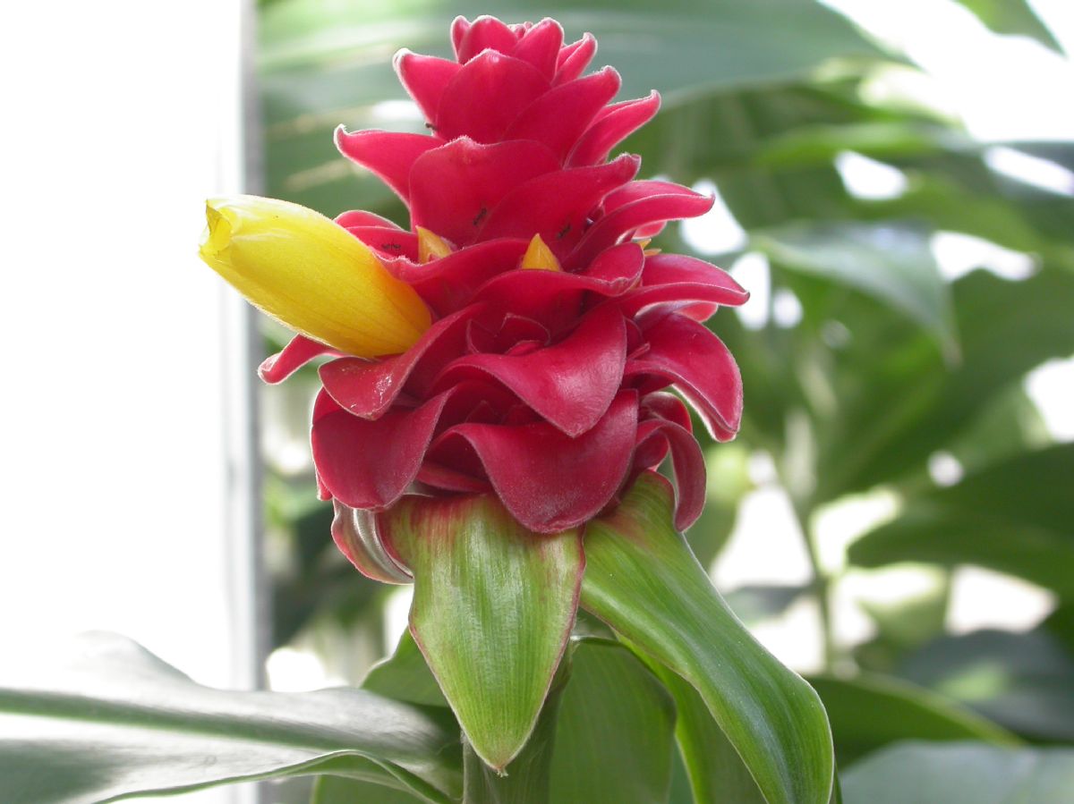 Costaceae Costus barbatus