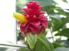 image of Costus barbatus