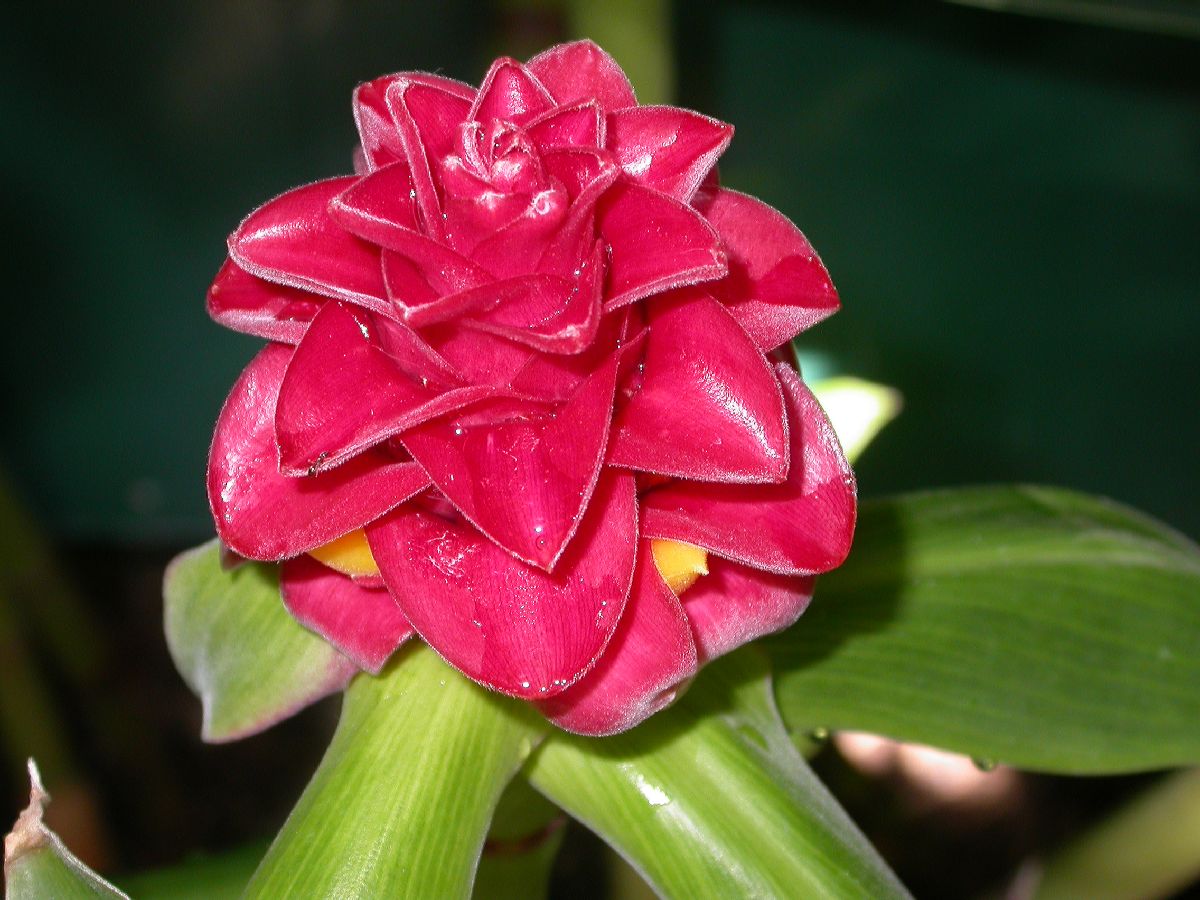 Costaceae Costus barbatus