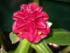 image of Costus barbatus