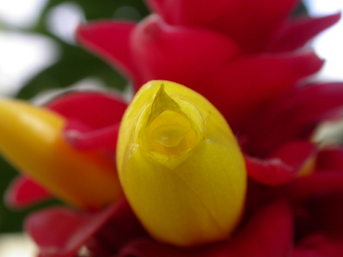 Costaceae Costus barbatus