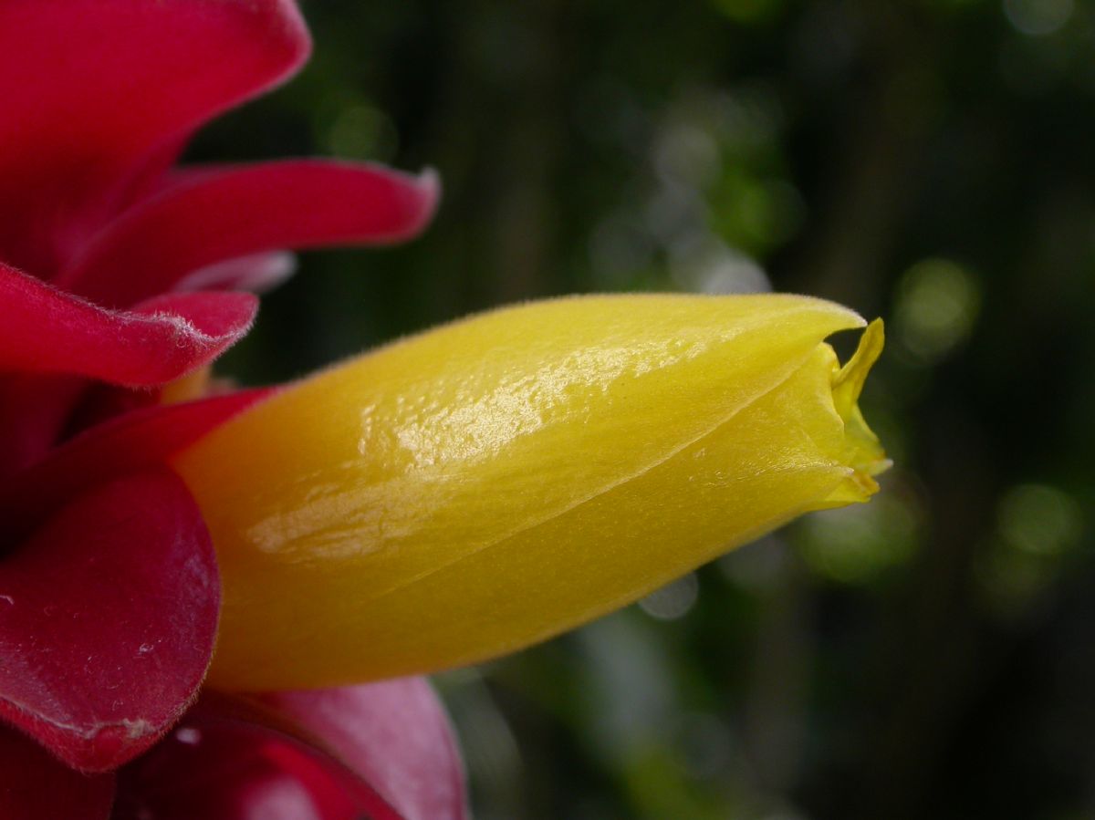 Costaceae Costus barbatus