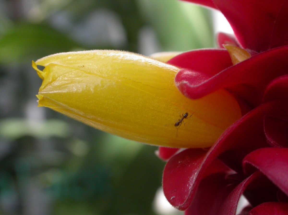 Costaceae Costus barbatus