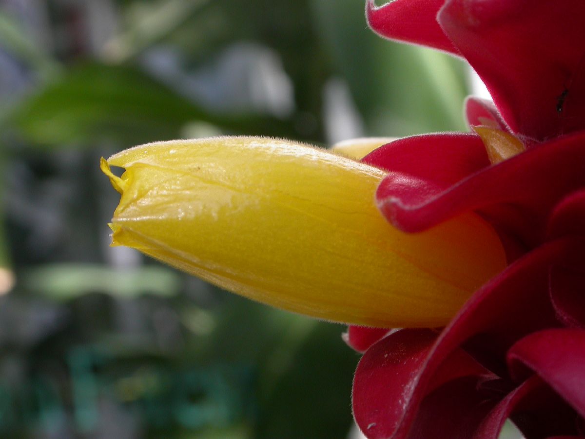 Costaceae Costus barbatus