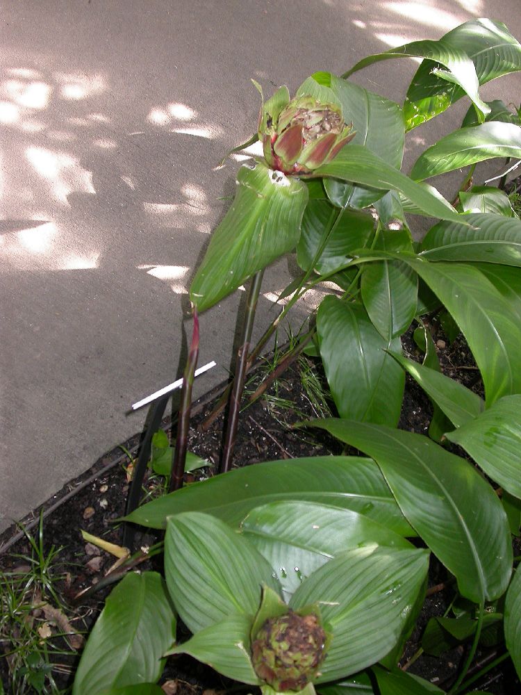 Costaceae Costus erythrophyllus