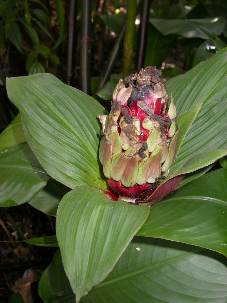 Costaceae Costus erythrophyllus