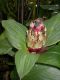 image of Costus erythrophyllus