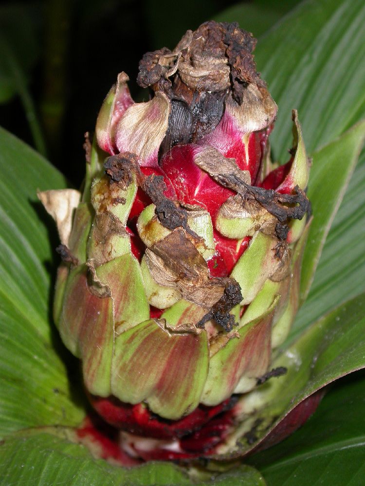 Costaceae Costus erythrophyllus