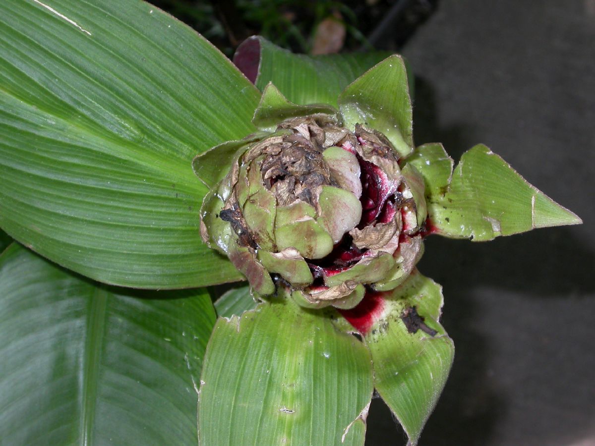 Costaceae Costus erythrophyllus