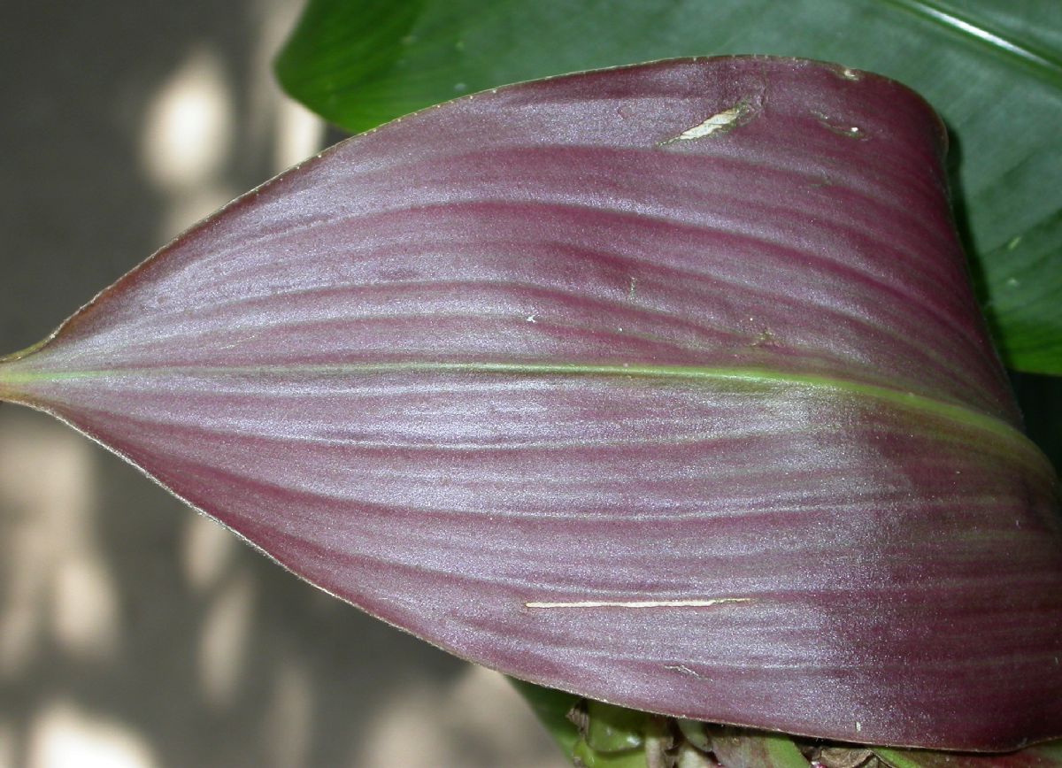 Costaceae Costus erythrophyllus