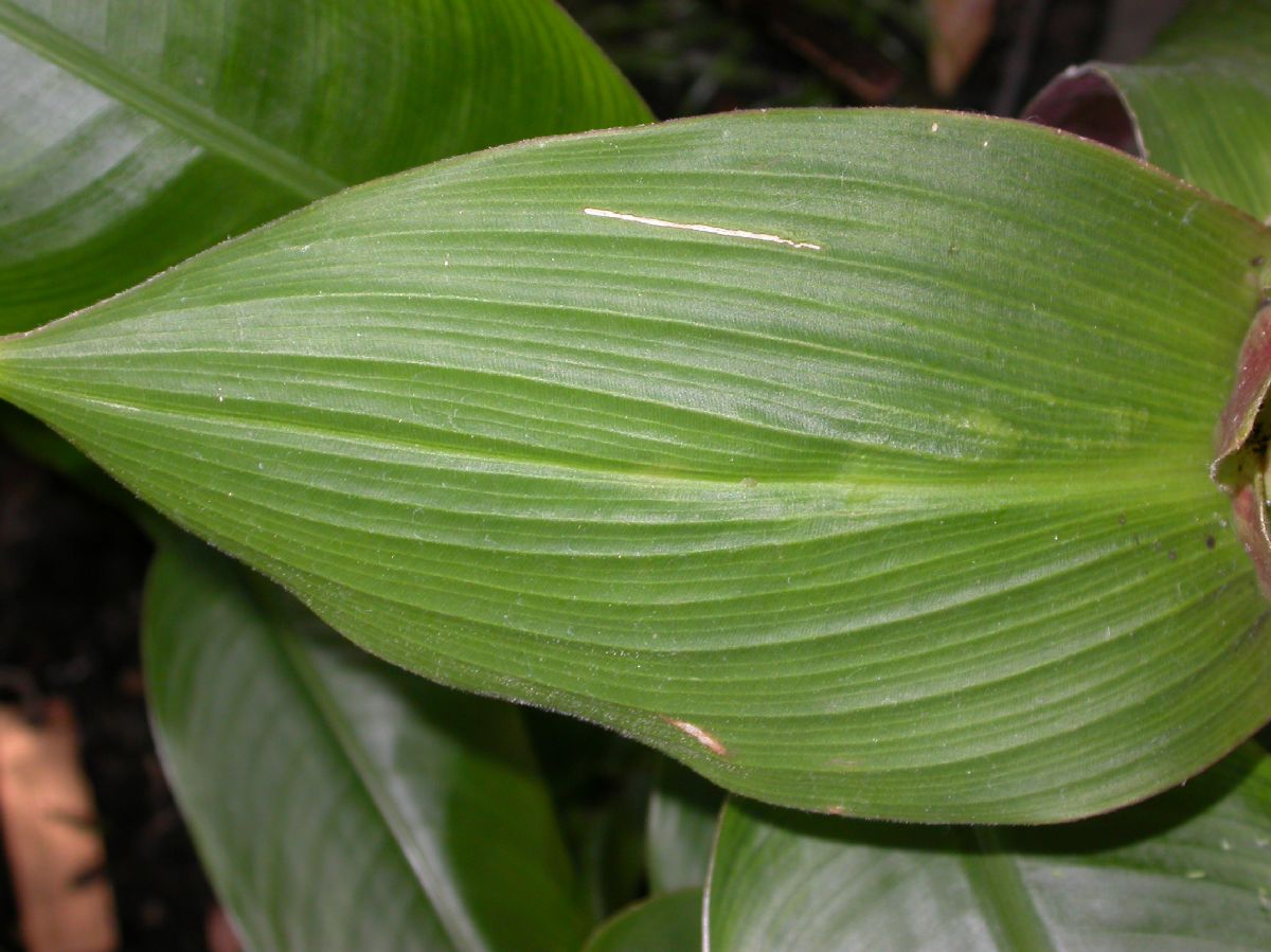 Costaceae Costus erythrophyllus