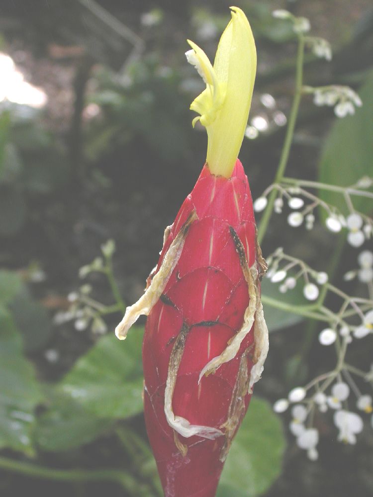 Costaceae Costus stenophyllus