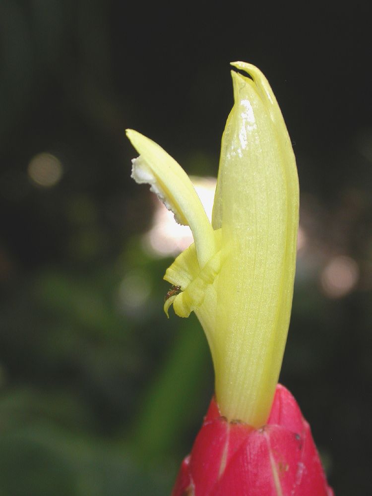 Costaceae Costus stenophyllus