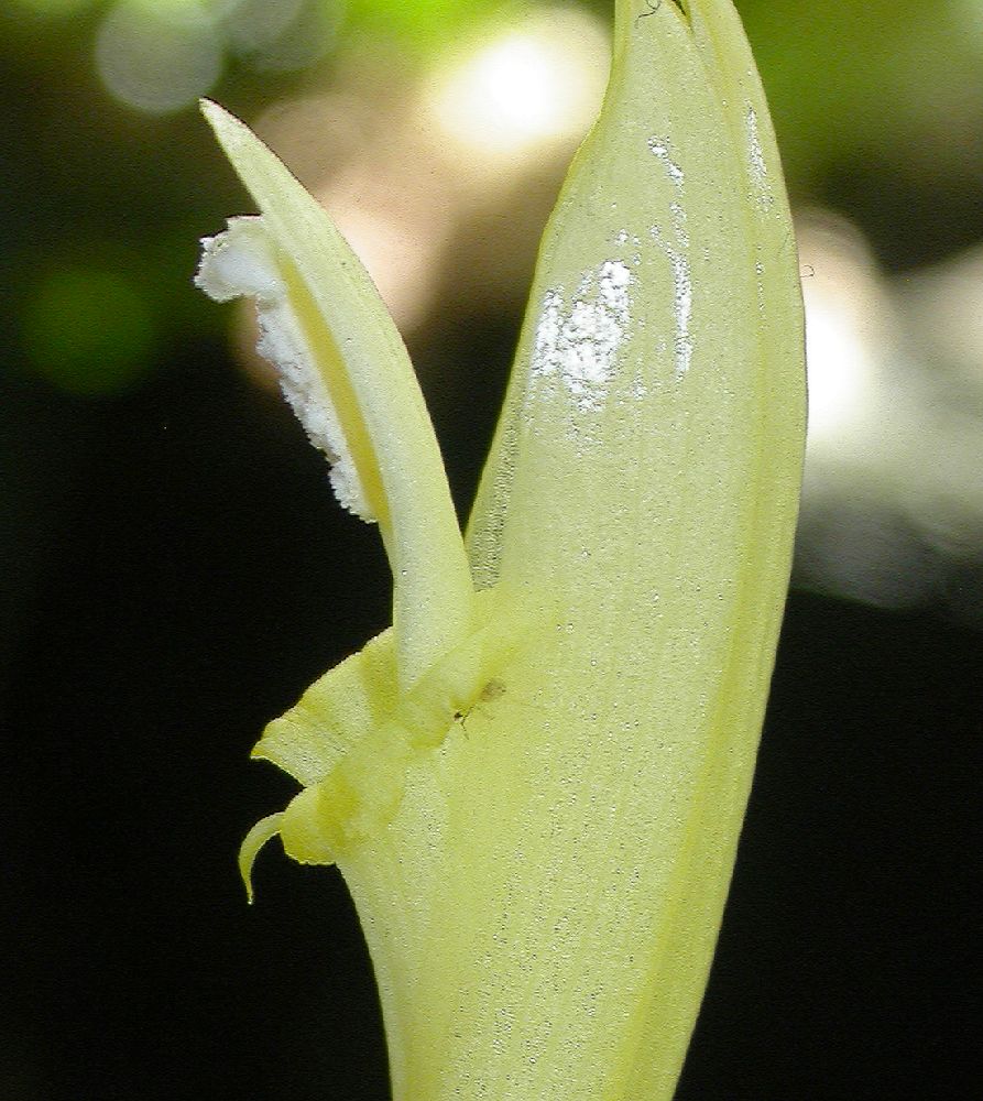 Costaceae Costus stenophyllus