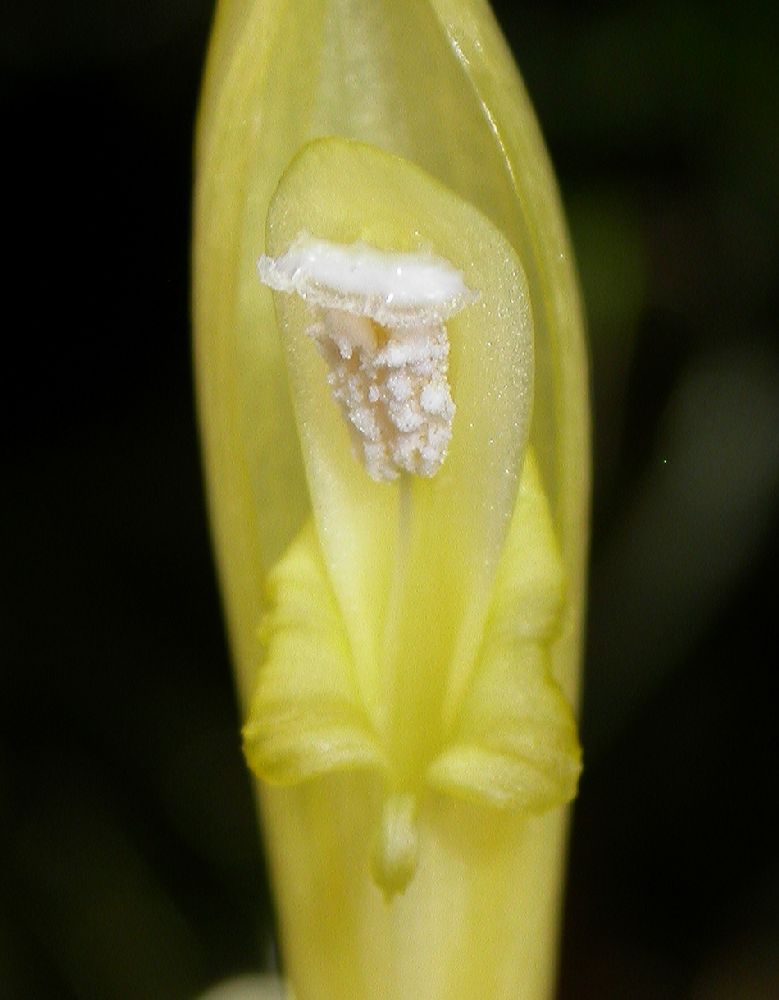 Costaceae Costus stenophyllus