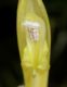 image of Costus stenophyllus