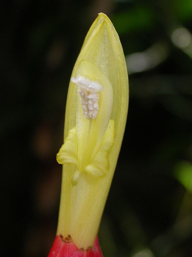 Costaceae Costus stenophyllus