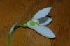 image of Galanthus elwesii