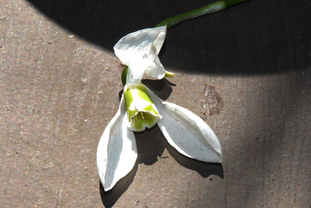 Amaryllidaceae Galanthus elwesii