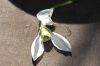 image of Galanthus elwesii